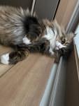발라당냥😸 - 동식물 카테고리 발라당냥&#x1f638; - 동식물 카테고리
