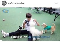 전체 게시판 - 애견카페 브루하하 인스타에 우진이 메바짹