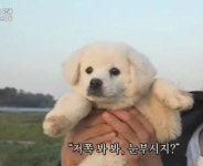 (스압주의)정신적으로 지친 무용이들을 위한 힐링용 짤 모음 - 스퀘어 카테고리