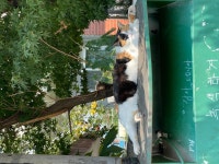 더쿠 - 동네냥이 궁디팡팡 ASMR 10초만 투자해줘