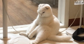 왜 이러고 자는지 몰으겠는 고양이.jpg - 스퀘어 카테고리