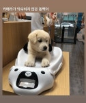 동백이 동물병원 갔나봐 - 국내축구 카테고리