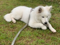 울집 댕린이 지금 산책 중인데 오늘 따라 나뭇가지를 많이 뜯어먹네 - 코로나19 카테고리