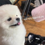 더쿠 - 따따 진짜 세상 귀여움 ㅠㅠㅠ