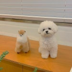 전체 게시판 - 비숑 미용 질문