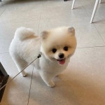 전체 게시판 - 인범이 갱얼쥐 사진 봐봐