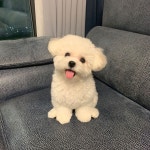 민규네 강아지 넘 기여움 만화에 나올거같아 - 케이돌토크 카테고리