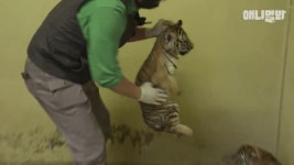 호랭이 귀여운것좀 봐 - 코로나19 카테고리