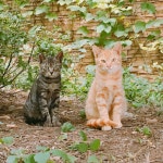 퇴근하다 만난 길냥이들 - 동식물 카테고리