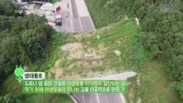 세계 곳곳 로드킬 방지용 생태 통로.jpg - 스퀘어 카테고리