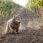 더쿠 - 최고의 시간을 보내는 댕댕이