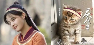 짹에서 경여년 배우들 동물짤 봤는데 ㅋㅋㅋ - 차이나 카테고리