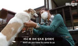 동물농장 강아지 사연 특 - 스퀘어 카테고리