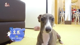 요즘 동물농장 다시 보는 중인데 - 위너 카테고리