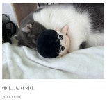 전체 게시판 - 저번주에 템레이 리그로우도 왔잖아