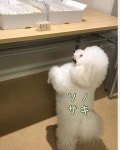 더쿠 - 이 샌드위치도 마사키가 사시이레한건가?