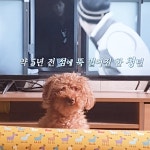 티비 보지 말라는거임? - 동식물 카테고리
