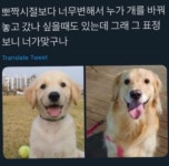 강아지의 성장 변화.jpg - 스퀘어 카테고리