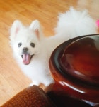 전체 게시판 - 우리 똥강아지 볼사람