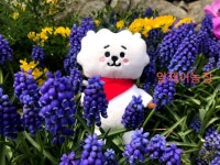 알제이농장💜 여기저기 다닌 제희 볼래? - 진(BTS) 카테고리 알제이농장&#x1f49c; 여기저기 다닌 제희 볼래? - 진(BTS) 카테고리