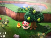 1트만에 차둘이가 나왔오 - 동물의숲 카테고리