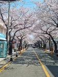 전체 게시판 - 으쓱이가 개막전마다 본 벚꽃 🌸 전체 게시판 - 으쓱이가 개막전마다 본 벚꽃 &#x1f338;