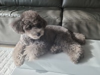 전체 게시판 - 산책 갈때 우리 강아지 얌전히 내 품에 안겨서 내릴 준비 하는 거 넘 ㄱㅇㅇ