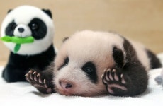 에버랜드 판다 많이 컸다ㅠㅠㅠㅠ - 케이돌토크 카테고리