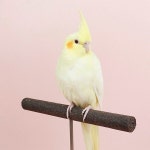 더쿠 - 벨방 앵무새 사랑단