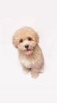 고양이 강아지와 스님의 공통점 - 스퀘어 카테고리