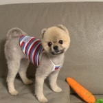 컴프야 당근 찐으로 까오 장난감 된 건가 ㅋㅋㅋㅋㅋㅋ - 국내야구 카테고리