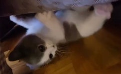 꿍이 핑크젤리ㅜㅜㅜㅜㅜㅜㅜㅜㅜㅜㅜㅜㅜㅜㅜ - 샤이니(SHINee) 카테고리