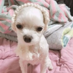 겨울준비를 끝낸 우리 멍멍이 - 동식물 카테고리