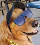 전체 게시판 - 오방 준트리버 진짜 존똑이다ㅋㅋㅋㅋㅋㅋㅋ