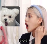 전체 게시판 - 파피파피럽 재이가 부르니까 퍼피퍼피로 들림