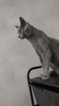 우리집 야옹이 - 동식물 카테고리