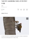 전체 게시판 - 개빡친 다람쥐 규호재질
