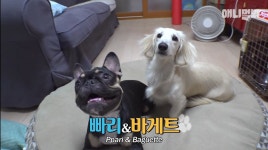 전체 게시판 - 동물농장에 나온 빠리바게트