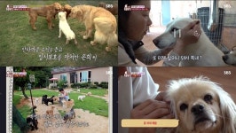 「遊技犬40匹」の世話をする女性…捨てる人別に、世話する人別に（「動物農場」）