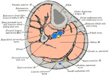 Deep transverse fascia - Wikiwand
