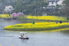 [사진] 中 관광객, 유채꽃 사이로 즐거운 한때 | 이코노믹데일리