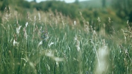 Natures Symphony: Wind, Grass, and Wildflowers | 지금 무료로 감상하기 - Y8.com