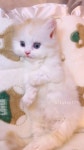 Kittens Fun Time: Pure Cuteness Overload | 지금 무료로 감상하기 - Y8.com