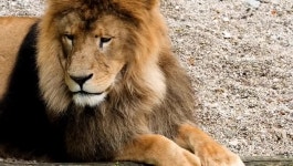 The Lion King & Leopard Relaxing | 지금 무료로 감상하기 - Y8.com