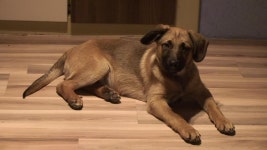 Brown Dog | 지금 무료로 감상하기 - Y8.com