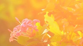 Flower Video | 지금 무료로 감상하기 - Y8.com