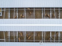 남해안에 최대 500㎜ 비…2명 사망·이재민 68명 등 190명 대피 | 연합뉴스