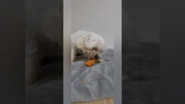 풍부한 영양소로 건강 챙기는 강아지·고양이 3종 영양젤리 by 비제이컴퍼니