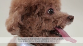 평범한 LED 목걸이가 아닌가봐  by (주)네오팝 | wadiz 주인님, 나도 저거 사줘. 평범한 LED 목걸이가 아닌가봐  by (주)네오팝 | 와디즈