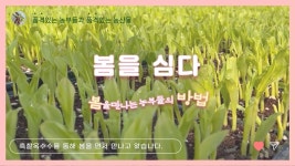 옥수수시장을 뒤흔들 토종미니찰옥수수 ! 감동적인 맛까지 ! by 삼기품영농조합법인 옥수수시장을 뒤흔들 토종미니찰옥수수 !  감동적인 맛까지... 